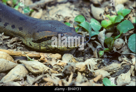 Nahaufnahme einer Anakonda (Eunectes Murinus) in Los Llanos. Stockfoto