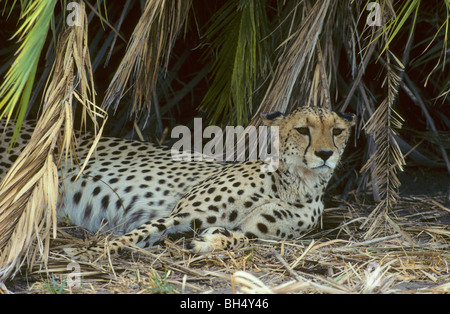 Gepard (Acinonyx Jubatus) ruhen im Schatten der Vegetation. Stockfoto