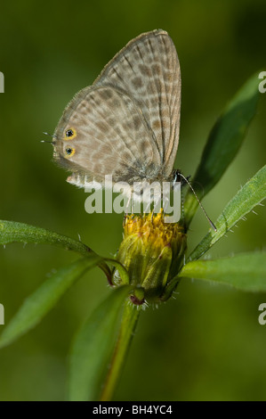 Langs Kurzschwanz-blauer Schmetterling (Leptotes Pirithous) Trinken Nektar aus des Teufels Beggarticks (Bidens Frondosa) Stockfoto