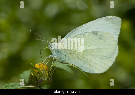 Kleiner weißer Schmetterling (Pieris Rapae) Trinken Nektar aus des Teufels Beggarticks (Bidens Frondosa) Stockfoto