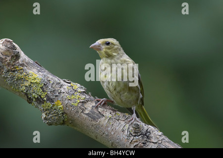 Unreife männliche Grünfink (Zuchtjahr Chloris) am Zweig. Stockfoto