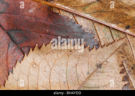 Birke (Betula Pendel) Blätter auf Waldboden im Lake District Stockfoto