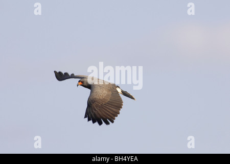 Männlichen Schnecke Kite (Rostrhamus Sociabilis) im Flug über Lake Tohopekaliga, Florida, USA Stockfoto