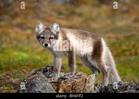 Eine junge Polarfuchs (Vulpes Lagopus) auf der Suche nach Nahrung in Krossfjorden. Stockfoto