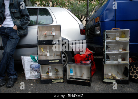 Marché Aux Oiseaux: der Vogelmarkt am Sonntagmorgen auf der Ile St Louis in Paris, Frankreich. Stockfoto