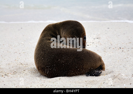 Young-Galapagos Seelöwe (Zalophus Wollebacki) am Strand von Gardner Bay, Insel, Espanola Pup. Stockfoto