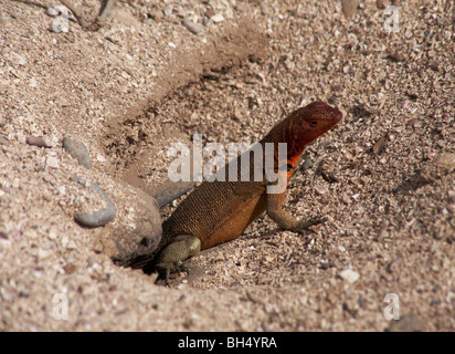 Lava-Eidechse (Microlophus Spp Delanonis)-Ecuador Stockfoto