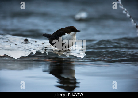 Dipper thront auf einer Eisscholle Stockfoto