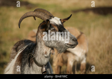 Nahaufnahme eines Ziegenbocks. Frankreich. Auvergne. Stockfoto