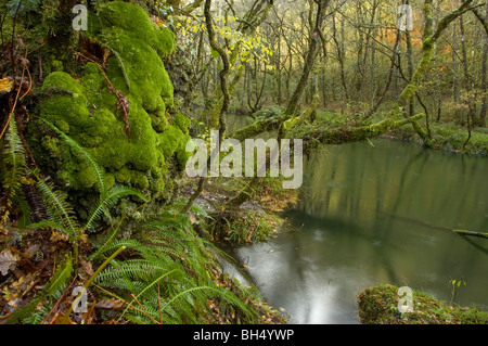 Landschaft von Laubholz, Galizien, Spanien. Stockfoto