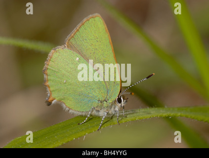 Grüner Zipfelfalter (Callophrys Rubi) ruht auf Grass Stamm. Stockfoto