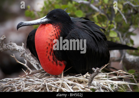 Männliche herrlichen Fregattvogels, Fregata magnificens Stockfoto