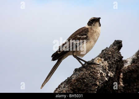 Spottdrossel (zählt Parvulus) stand im September auf Felsen am Darwin Bay Beach, Genovesa, Galapagos, Ecuador Stockfoto