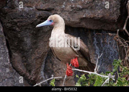 Red footed Sprengfallen (Sula Sula Websteri) stehend auf Zweigstelle in Darwin Bay Beach, Genovesa Island. Stockfoto