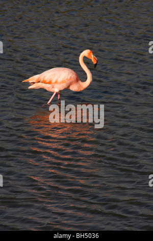 Rosaflamingo (Phoenicopterus Ruber) bei Punta Moreno, Insel Isabela. Stockfoto