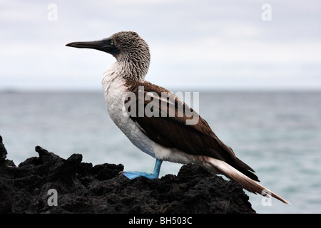 Blue footed Sprengfallen (Sula Nebouxii Excisa) stehen auf Felsen in Elizabeth Bay, Insel Isabela. Stockfoto