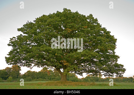 Große, alte Eiche, gewöhnliche Eiche, englische Eiche, Quercus robur, immer noch mit grünen Blättern im Herbst in einem Winter-Feldfrüchten. Stockfoto