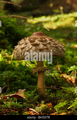 Ein shaggy Sonnenschirm Pilzzucht (Lepiota Rhacodes) durch Moos im Wald. Stockfoto