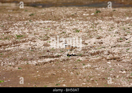 Killdeer (Charadrius Vociferus), Arizona, USA Stockfoto