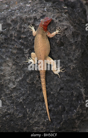 Lava-Eidechse (Microlophus Spp Delanonis) Aalen im September auf einem Felsen bei Gardner Bay, Insel, Espanola, Galapagos, Ecuador Stockfoto