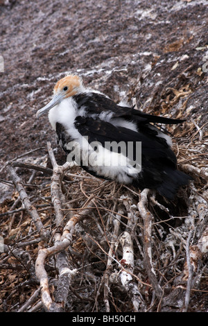 Juvenile Nazca-Tölpel (Sula Granti) am Nest an Prinz Phillips Steps, Genovesa. Stockfoto