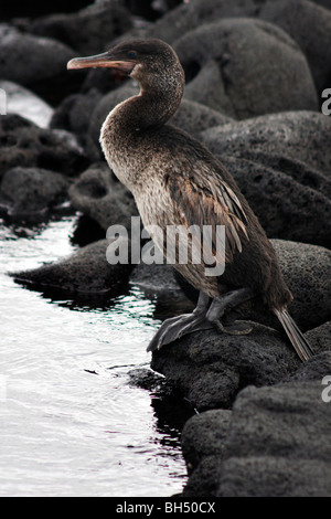 Juvenile flugunfähigen Kormoranen (Nannopterum Harrisi) stehen auf Felsen in Elizabeth Bay, Insel Isabela. Stockfoto