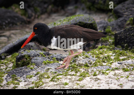 Amerikanischer Austernfischer (Haematopus Palliatus Galapagensis) stehen auf Felsen am Gardner Bay, Insel, Espanola. Stockfoto