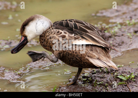 Weißen Wangen Pintail Vogel (weißen Wangen Pintail Vogel) Stockfoto