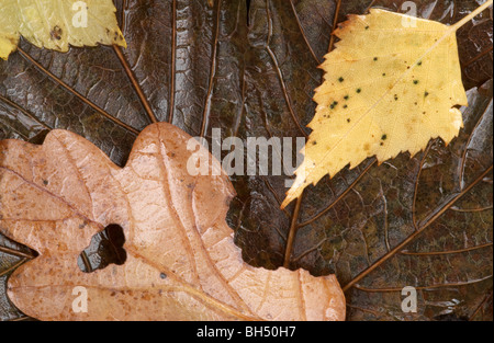 Nasse Blätter der Birke (Betula Pendel) und Eiche (Quercus Robur) auf Ahorn (Acer Psudoplatanus) Blatt im Wald. Stockfoto