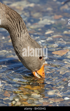 Graugans (Anser Anser) trinken am Pensthorpe. Stockfoto