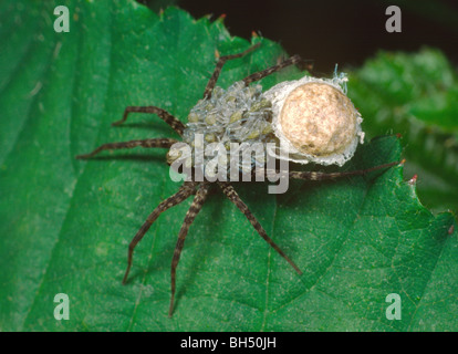 Wolfspinne Arachnid Pardosa amentata Stockfoto
