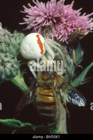 Nahaufnahme von einem weißen Krabbenspinne (Misumena Vatia) Fütterung auf eine Honigbiene als Beute auf einer Distel Blume in der Nacht. Stockfoto