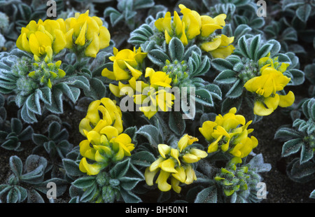 Nahaufnahme einer Meer Medick Pflanze (Medicago Marina) wachsen auf einem Sandstrand an der Küste Lebensraum in Zypern Anfang April. Stockfoto