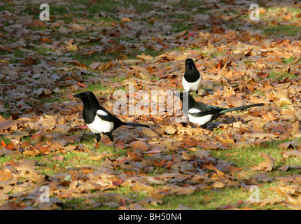 Drei Elstern (Pica Pica) auf der Suche nach Nahrung in Fallen Leaves. Stockfoto