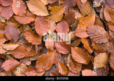 Zusammenfassung des gefallenen Buche Blätter (Fagus Sylvatica) Teppichboden ein Waldboden im Herbst. Stockfoto