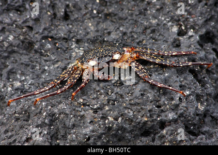 Juvenile Sally lightfoot Krabben (Grapsus Grapsus) auf Felsen am Urbina Bay, Insel Isabela. Stockfoto