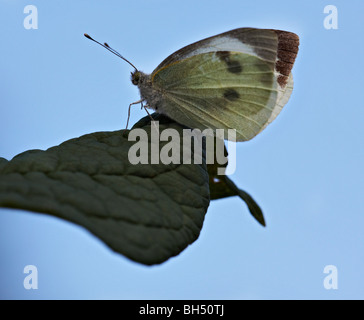 Großer weißer Schmetterling (Pieris Brassicae) ruht auf Blatt im August. Stockfoto
