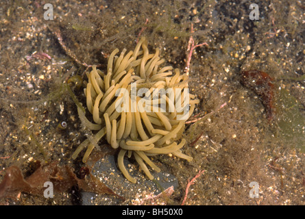 Nahaufnahme einer Snakelocks Anemone (Anemonia Viridis) in einem Rock Pool. Stockfoto