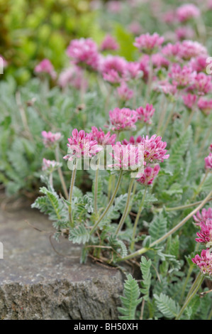 Berg Niere Wicke (Anthyllis Montana Subspecies Jacquinii) Stockfoto