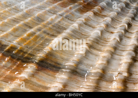 Close-up Auszug aus einer gemeinsamen Piddock Shell (Pholas Dactylus) am Strand von Hunstanton. Stockfoto