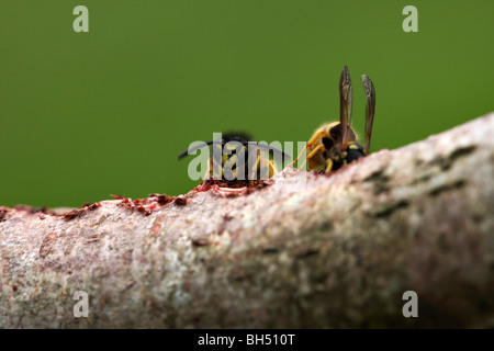 Gemeinsamen Wespen (Vespula Vulgaris) Fütterung auf Log. Stockfoto