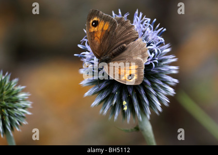 Wiese braun Schmetterling (Maniola Jurtina) ernähren sich von Globe Thistle (Echinops). Stockfoto