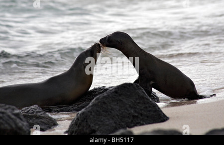 Paar von Galapagos Sealions (Zalophus Wollebacki) Gruß einander bei Mosquera Inselchen. Stockfoto