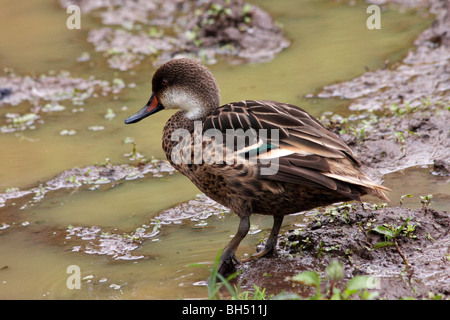 Weißen Wangen Pintail (Anas Bahamensis Galapagensis) stehen im schlammigen Wasser in Puerto Ayora Highlands, Insel Santa Cruz. Stockfoto