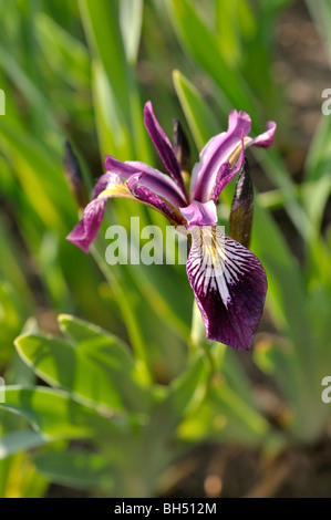 Unterschiedlich gefärbt, Iris (Iris Versicolor) Stockfoto