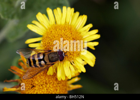 Wespe wie Hoverfly (Syrphus Ribesii) auf gemeinsame Berufkraut (Pulicaria Dysenterica) im Sommer. Stockfoto