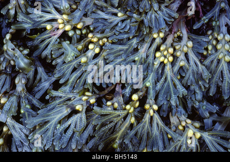 Nahaufnahme eines Patches von Blase Wrack Algen (Fucus Vesiculosus) zeigt die charakteristischen kreisförmigen Luft Blase. Stockfoto