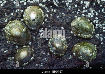 Nahaufnahme einer Gruppe von gemeinsamen Napfschnecken (Patella Vulgata), einem Felsen bei Ebbe verbunden ist. Stockfoto