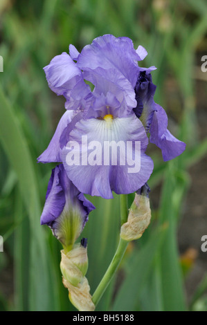 Tall bearded Iris (Iris lanceolata elatiorbegonie Erdbeere 'violet Harmony") Stockfoto