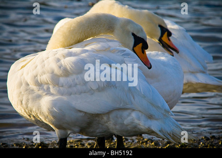 Höckerschwäne (Cygnus Olor) putzen die Rücken an der Seite der Fluss ducken in South Woodham Ferrers unisono. Stockfoto